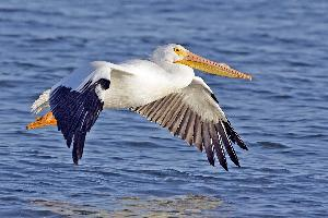 Foto: American white pelican