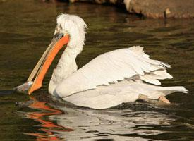Foto: Dalmatian pelican