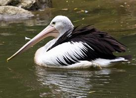 Foto: Australian pelican