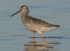 Foto: Spotted redshank