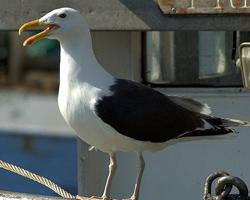 Foto: Racek mořský