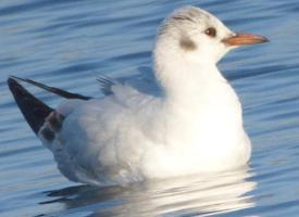 Foto: Little gull