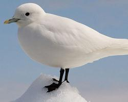 Foto: Ivory gull