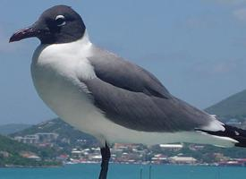 Foto: Laughing gull