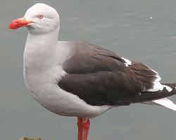 Foto: Dolphin gull