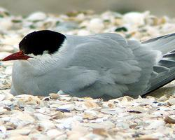 Foto: Arctic tern