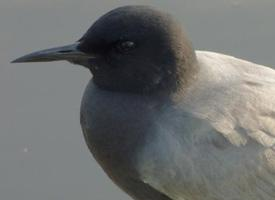 Foto: Black tern