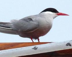 Foto: Antarctic tern