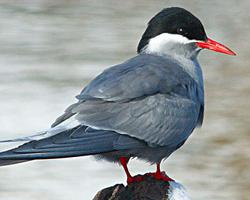 Foto: Kerguelen tern