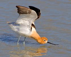 Foto: American avocet