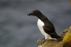 Foto: Razorbill