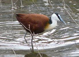 Foto: African jacana