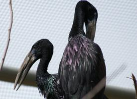 Foto: African openbill