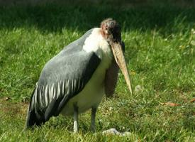 Foto: Marabou stork