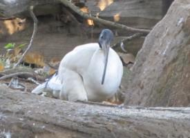 Foto: African sacred ibis