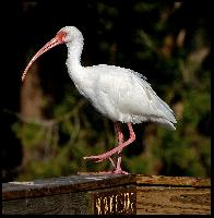Foto: American white ibis