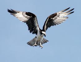 Foto: Osprey