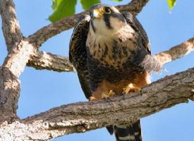 Foto: Aplomado falcon