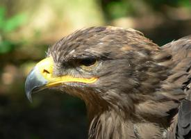 Foto: Steppe eagle