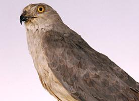 Foto: Pallid harrier