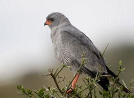 Foto: Dark chanting goshawk