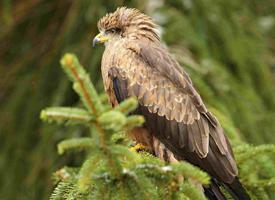 Foto: Red kite