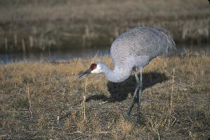 Foto: Sandhill crane