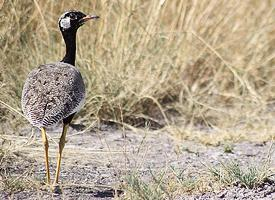 Foto: Northern black korhaan