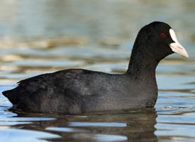 Foto: Eurasian coot