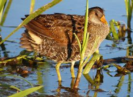 Foto: Spotted crake