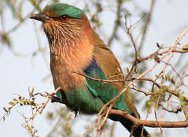 Foto: Indian roller