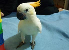 Foto: Kakadu žlutolící