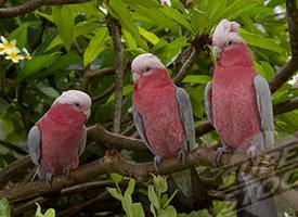 Foto: Kakadu růžový