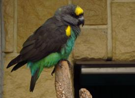 Foto: Papoušek žlutotemenný