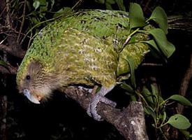 Foto: Kakapo soví