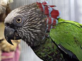 Foto: Papoušek vějířový
