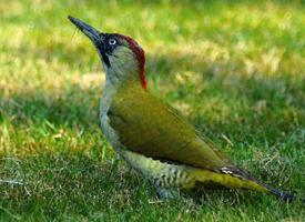 Foto: European green woodpecker