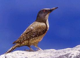 Foto: Ground woodpecker