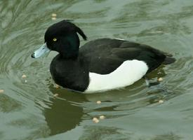 Foto: Tufted duck