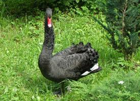 Foto: Black swan