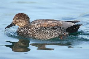 Foto: Gadwall