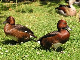 Foto: Ferruginous duck