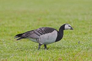 Foto: Barnacle goose