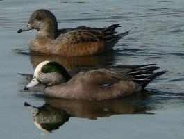 Foto: American wigeon