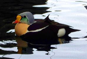 Foto: King eider