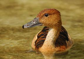 Foto: Fulvous whistling duck