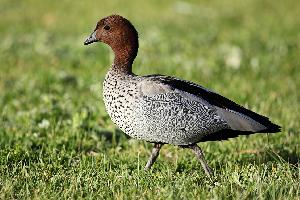 Foto: Australian wood duck