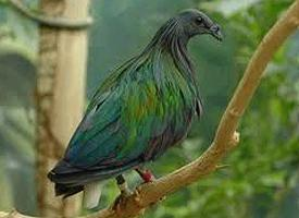 Foto: Nicobar pigeon