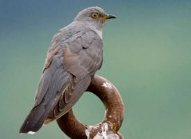 Foto: Common cuckoo