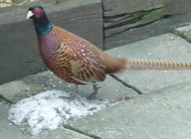 Foto: Common pheasant